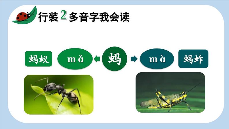 统编版小学语文三年级下册 第一单元 4《昆虫备忘录》新课标课件第5页