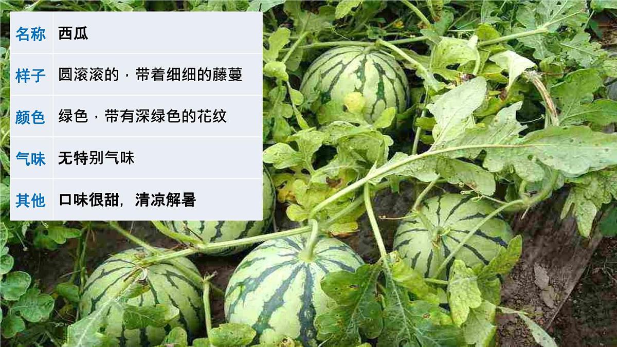 统编版小学语文三年级下册 第一单元《习作：我的植物朋友》课件（第一课时）第2页