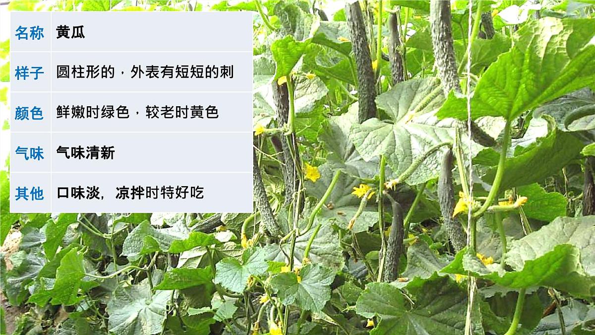 统编版小学语文三年级下册 第一单元《习作：我的植物朋友》课件（第一课时）第3页