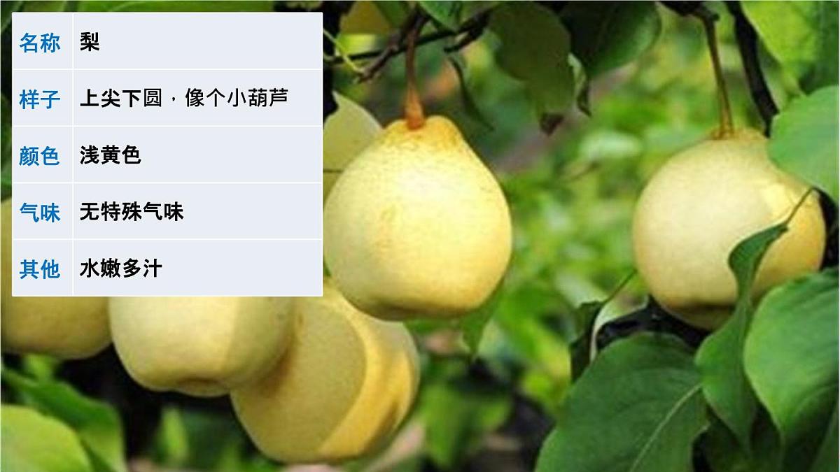 统编版小学语文三年级下册 第一单元《习作：我的植物朋友》课件（第一课时）第5页