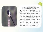 统编版小学语文 一年级下册  课文2 5《树和喜鹊》基于标准的教学课件（第一课时）