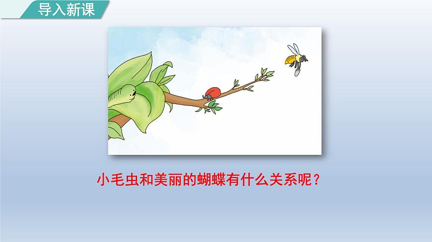 2025春二年级语文下册第7单元第22课小毛虫第一课时课件（统编版）第2页