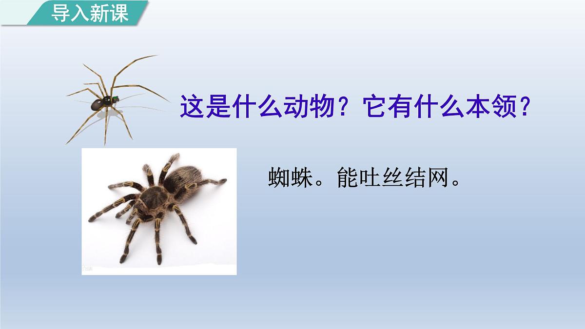 2025春二年级语文下册第7单元第20课蜘蛛开店第一课时课件（统编版）第2页