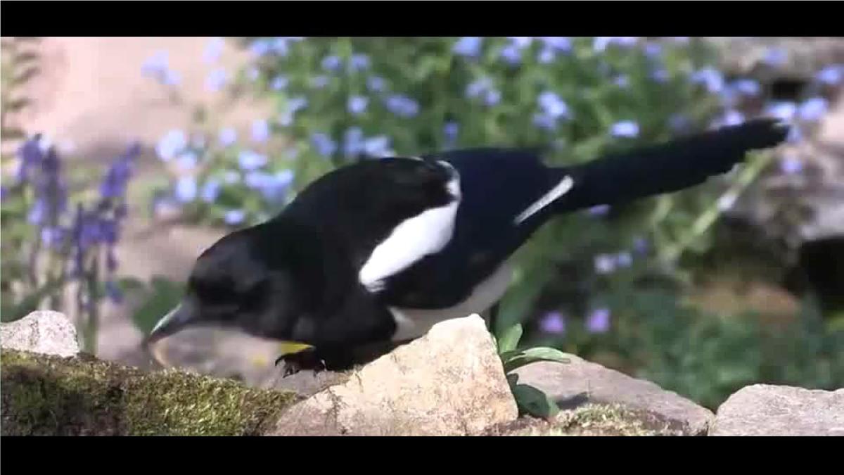 统编版二年级语文下册教学课件《枫树上的喜鹊》第1页