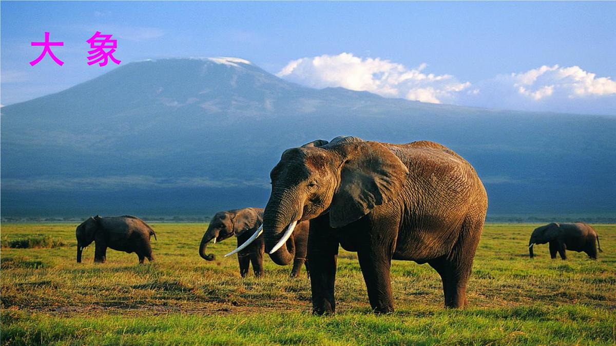 统编版二年级语文下册教学课件《大象的耳朵》第1页