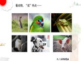 四下我的动物朋友课件