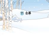 四下《白桦》课件