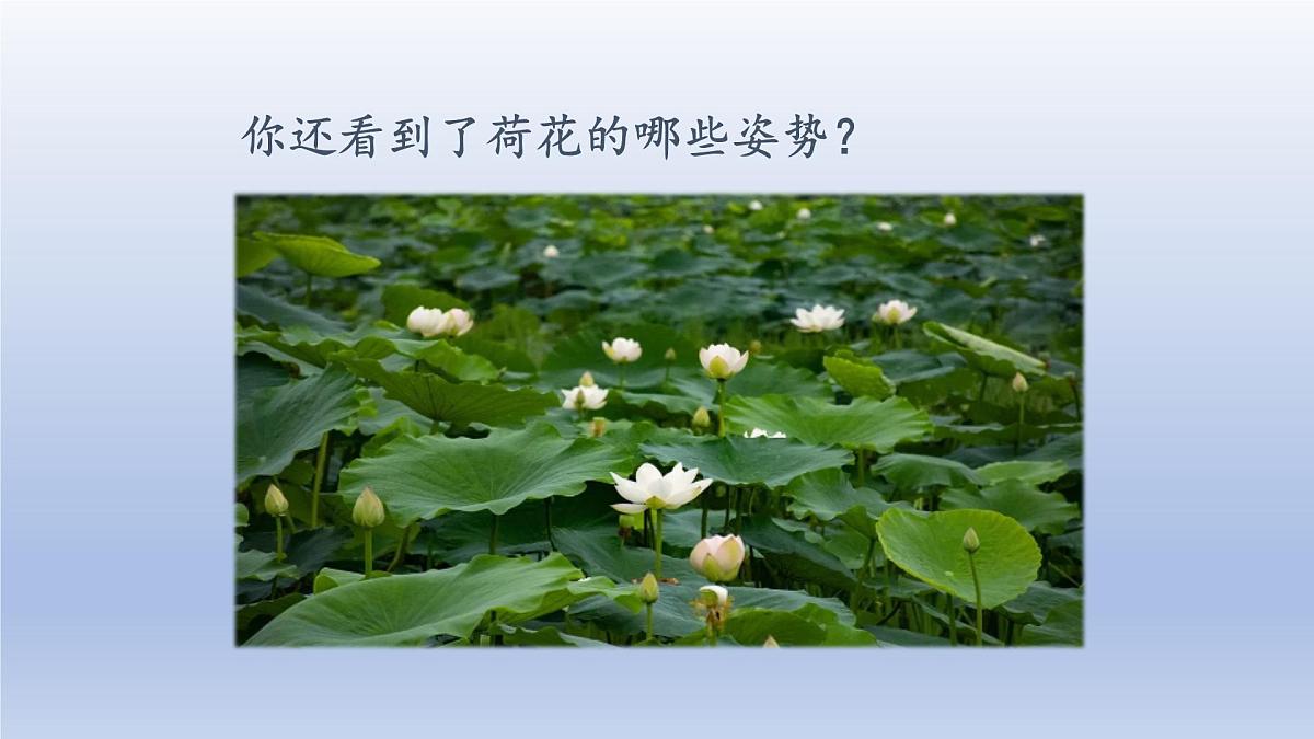 2025春三年级语文下册第1单元3荷花第二课时课件（统编版）第5页