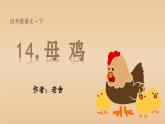 （教学课件）14.母鸡