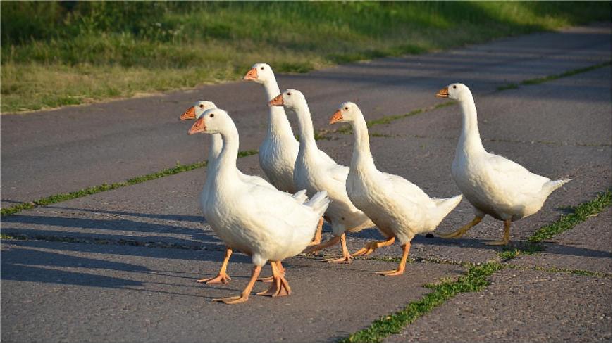 （教学课件）15.白鹅第2页