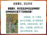 【核心素養(yǎng)優(yōu)質(zhì)課】部編版語文四下第11課《白樺》第1課時(shí)+同步課件+教案+練習(xí)+課文朗讀
