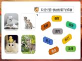 【核心素養(yǎng)優(yōu)質(zhì)課】部編版語文四下第13課《貓》第1課時(shí)+同步課件+教案+練習(xí)+音頻
