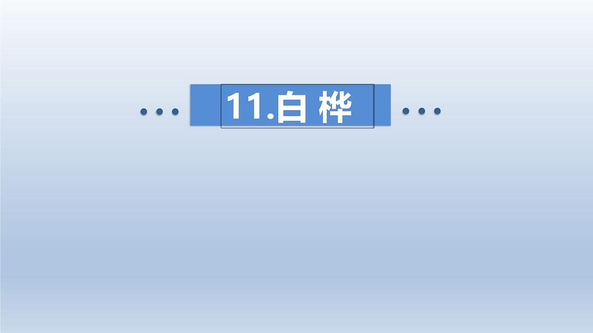 11.白桦 授课课件第1页