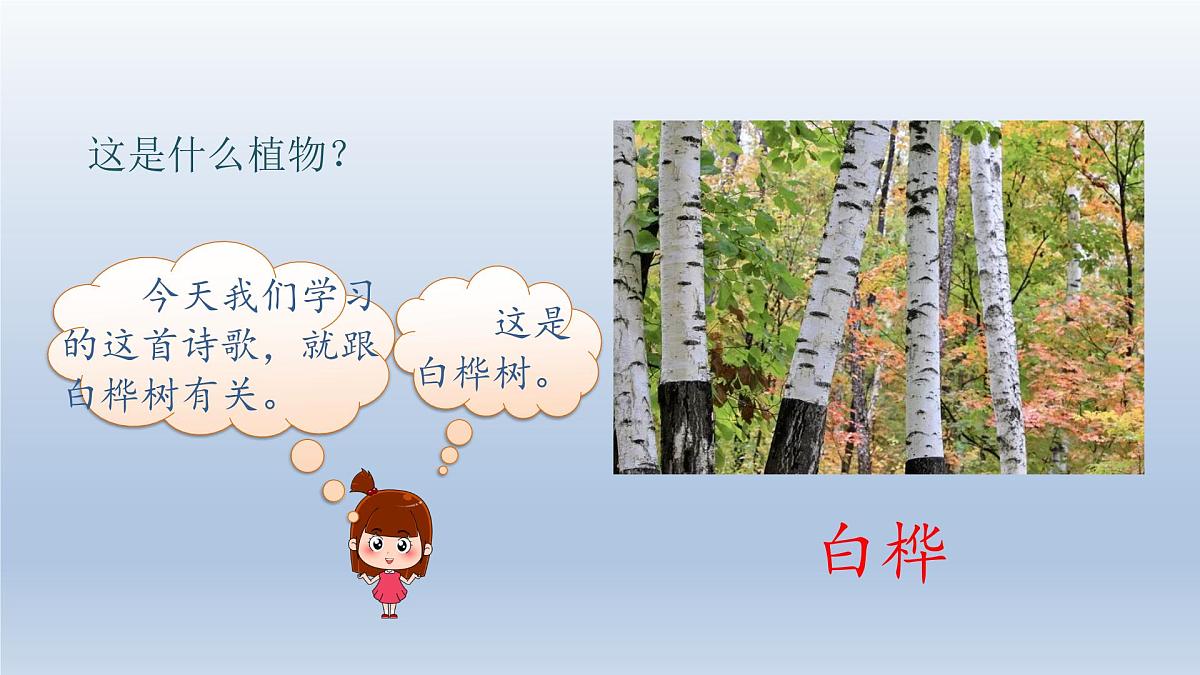11.白桦 授课课件第2页