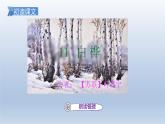 2025春四年级语文下册第三单元11白桦课件+素材（统编版2024）