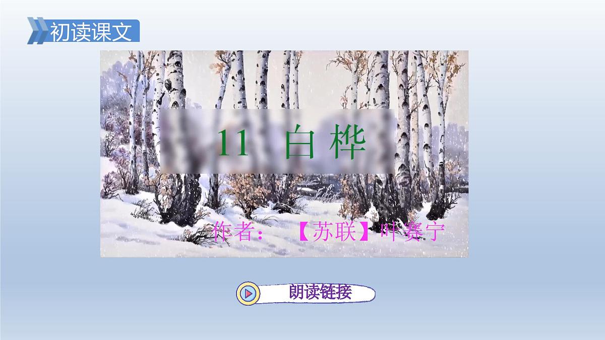 11.白桦 授课课件第4页