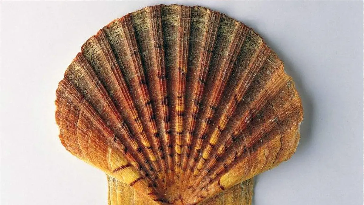 2025春二年级语文下册第3单元第3课“贝”的故事第一课时课件（统编版）第2页