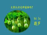 2024-2025学年部编版二年级上册语文同步课件 14 我要的是葫芦