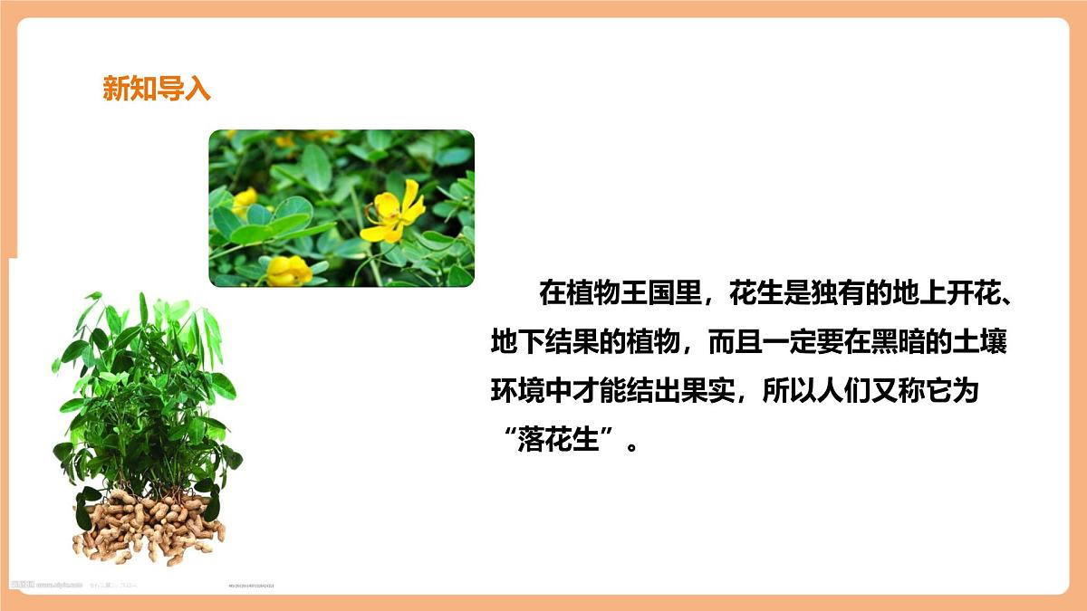 部编版五年级上册2落花生第1课时第3页