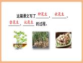 【新課標(biāo)核心素養(yǎng)】部編版語文五年級上冊2落花生（第2課時）（課件+教學(xué)設(shè)計+音頻+學(xué)習(xí)任務(wù)單+練習(xí)）