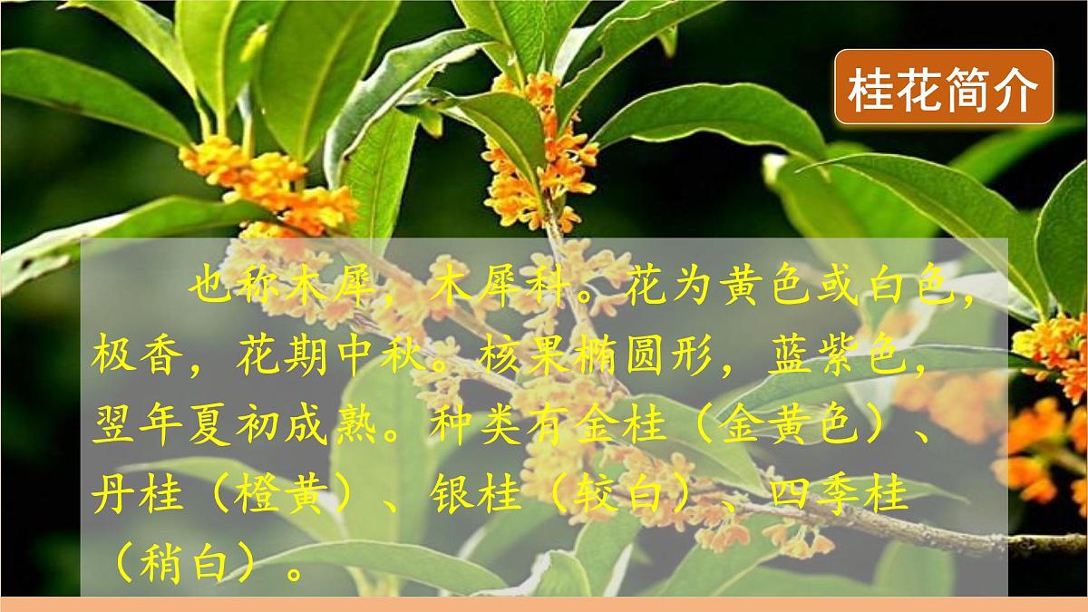 部编版五年级上册3桂花雨第一课时课件第5页