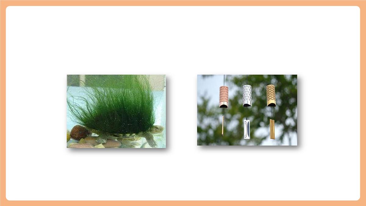 第一单元《写作——我的心爱之物 》（课件）第7页