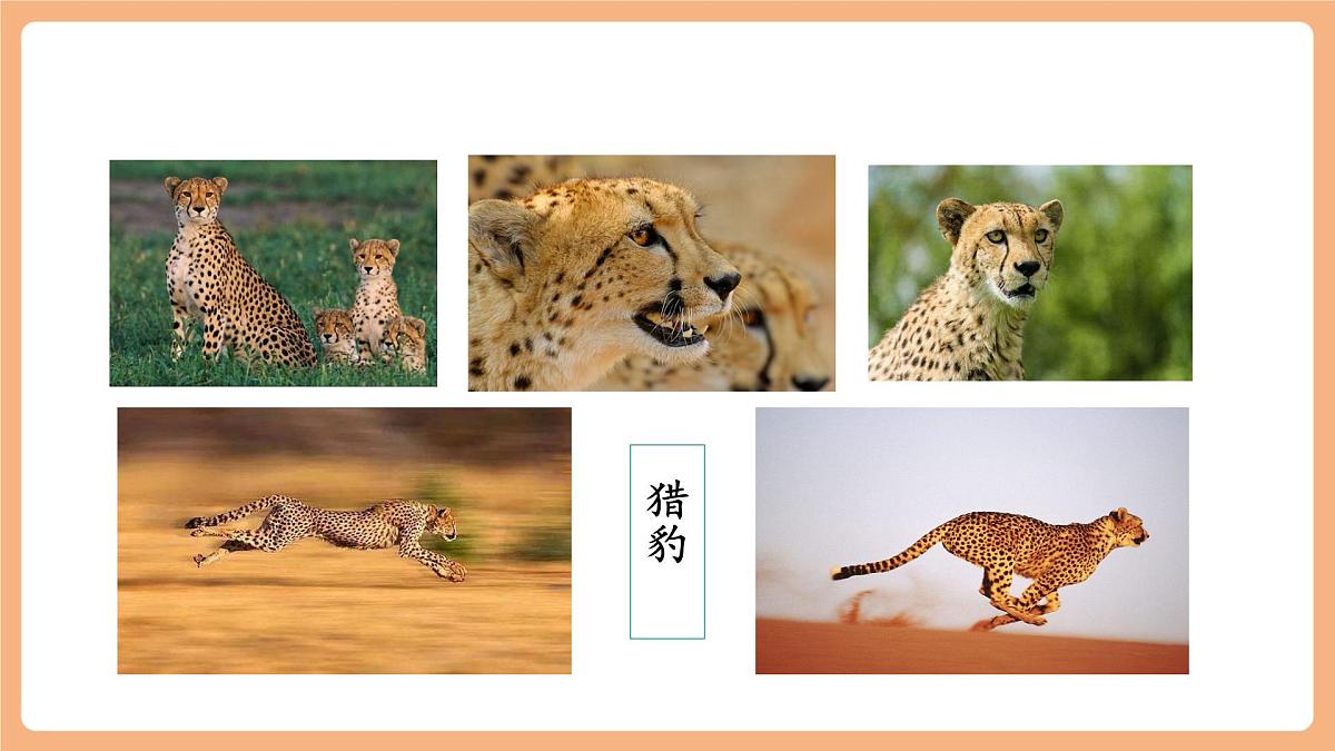7什么比猎豹的速度更快第一课时课件第3页