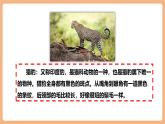 【新課標核心素養(yǎng)】部編版語文五年級上冊7什么比獵豹的速度更快（第1課時）（課件+教學設計+音頻+學習任務單+練習）
