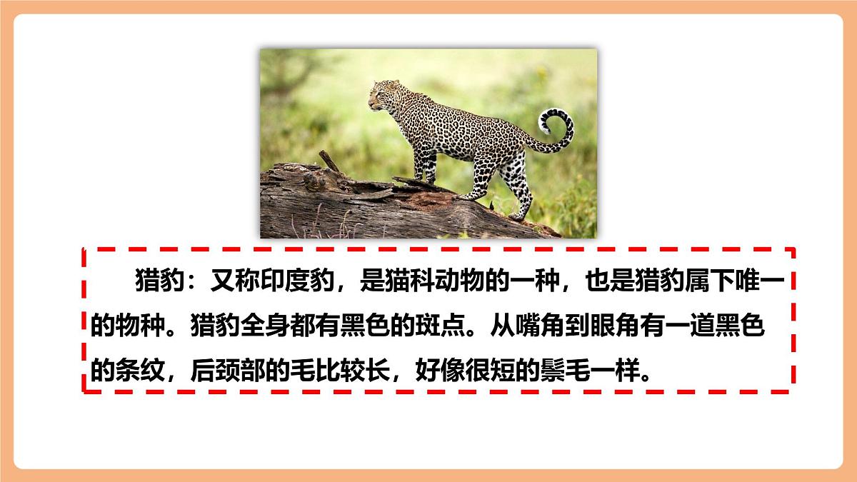 7什么比猎豹的速度更快第一课时课件第4页