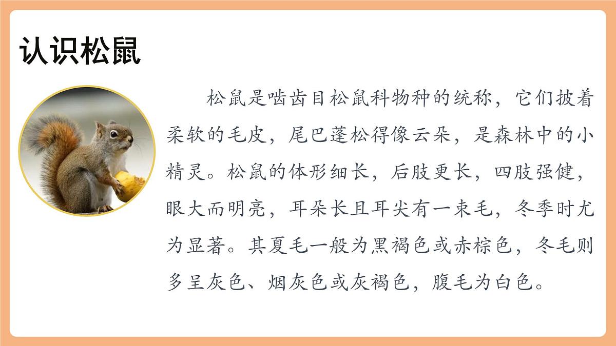 17 松鼠 第一课时课件第5页