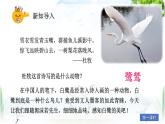 部編版小學(xué)語文五年級上冊第一單元1《白鷺》課件（2課時）+教案（2課時）+課文朗讀（音頻）