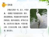 部編版小學(xué)語文五年級上冊第一單元1《白鷺》課件（2課時）+教案（2課時）+課文朗讀（音頻）