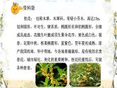 部編版小學語文五年級上冊第一單元3《桂花雨》課件（2課時）+教案（2課時）+課文朗讀（音頻）