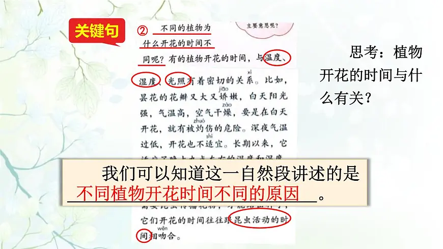 统编版（2024）三年级语文下册13花钟第2课时课件第5页