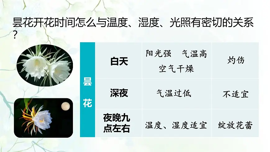 统编版（2024）三年级语文下册13花钟第2课时课件第7页