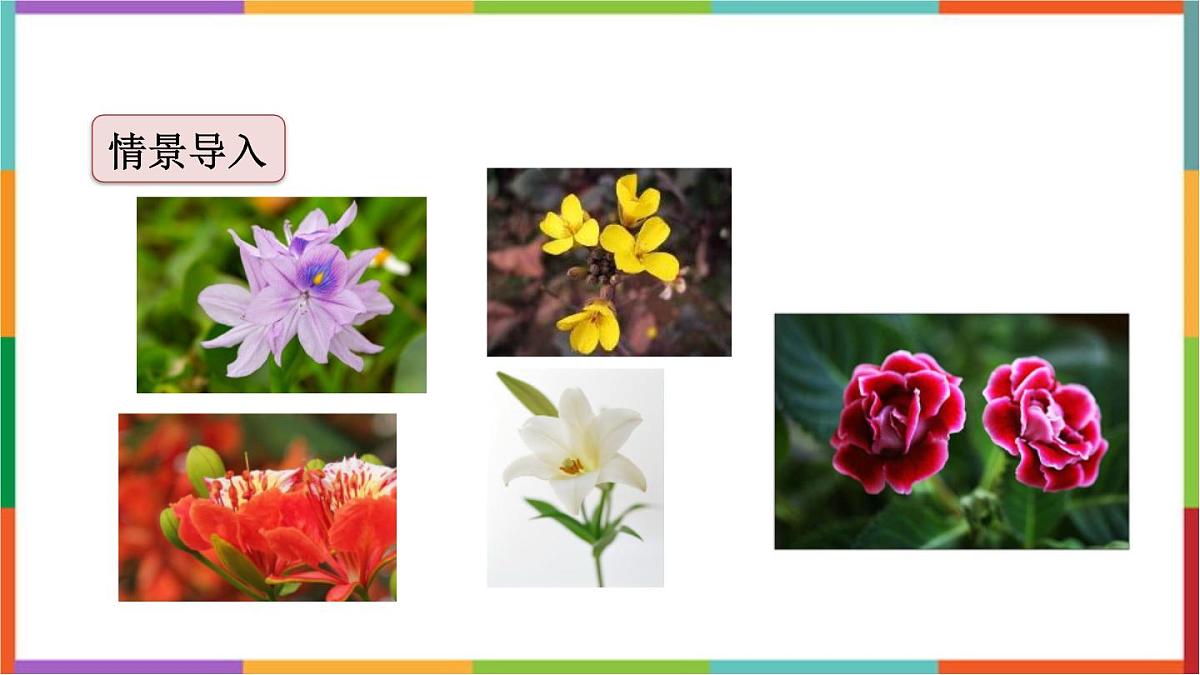 统编版（2024）三年级语文下册13花钟课件第2页