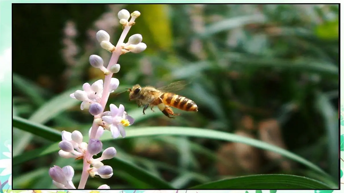 统编版（2024）三年级语文下册14蜜蜂ppt课件第3页