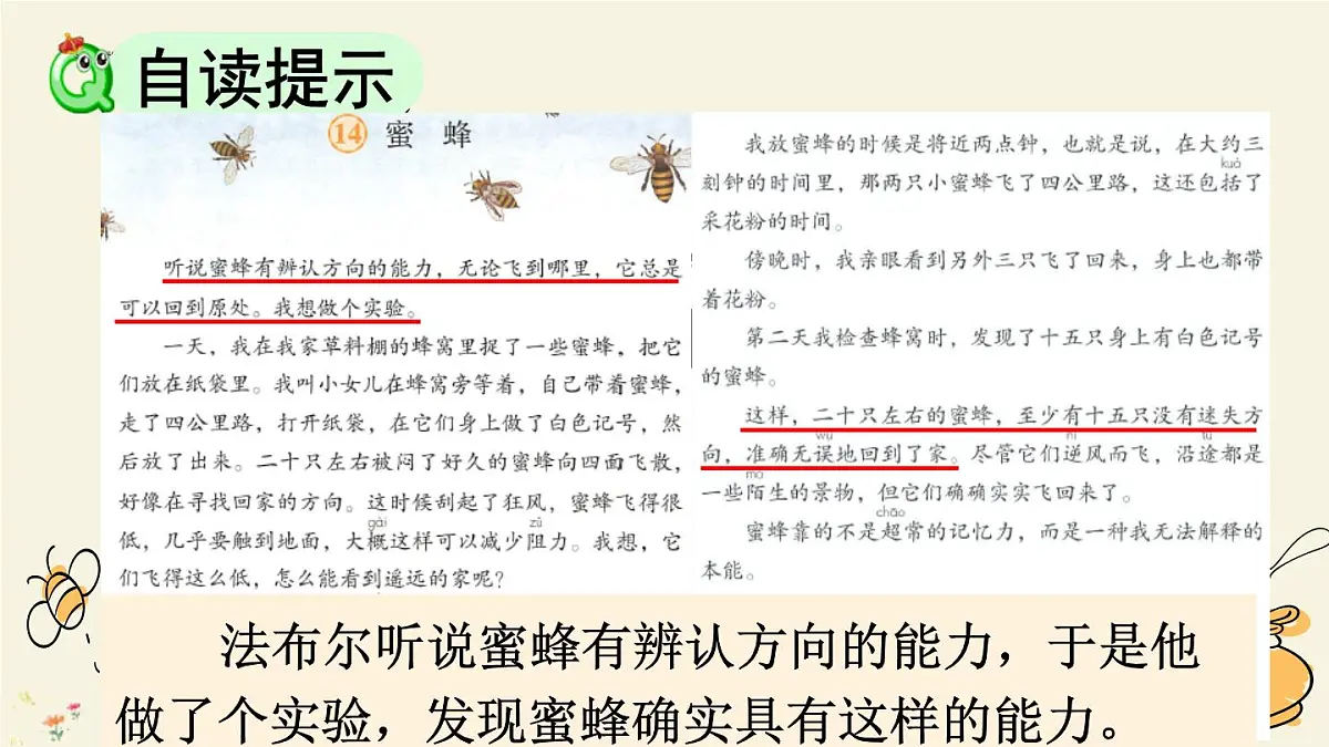 统编版（2024）三年级语文下册14蜜蜂第1课时课件第8页