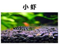 小学语文统编版（2024）三年级下册小虾备课ppt课件