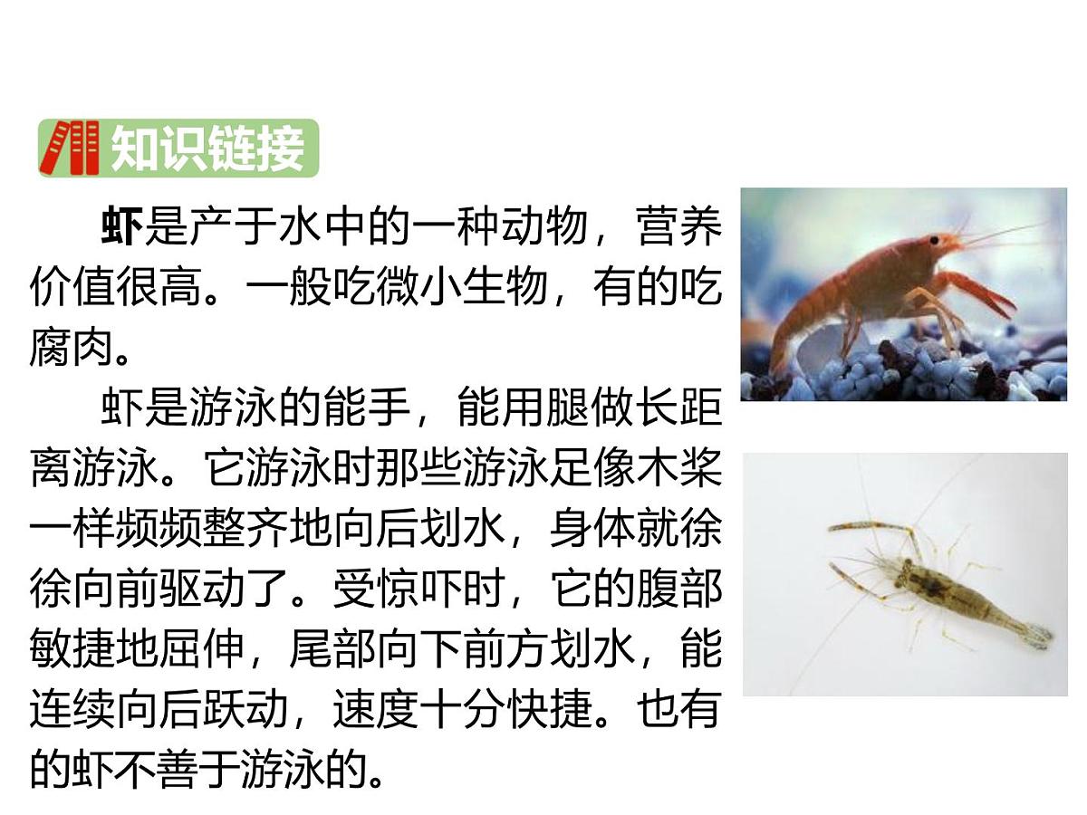 统编版（2024）三年级语文下册15小虾课件2第4页