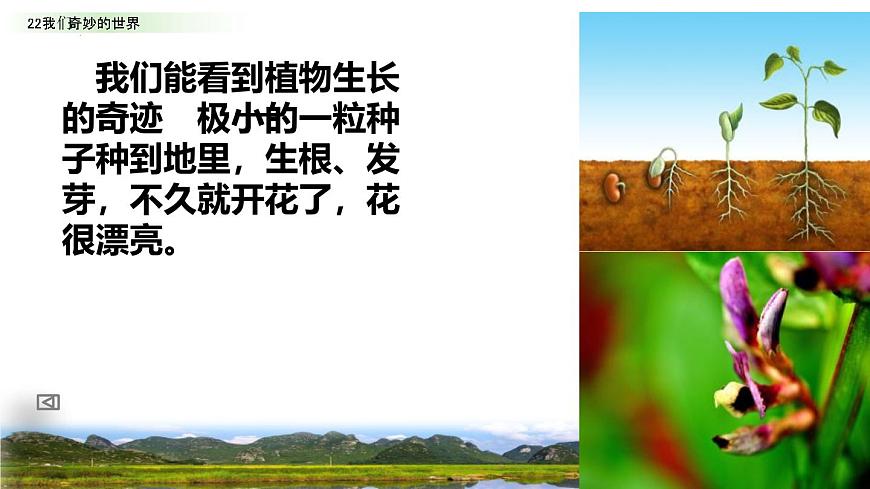 统编版（2024）三年级语文下册22我们奇妙的世界ppt课件第4页