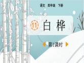 统编版（2024）四年级语文下册11白桦第1课时课件