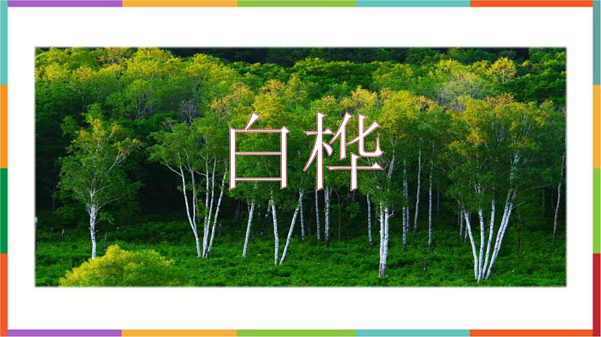 统编版（2024）四年级语文下册11白桦课件第1页