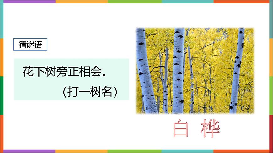 统编版（2024）四年级语文下册11白桦课件第2页