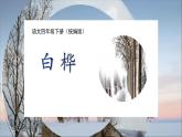 统编版（2024）四年级语文下册11白桦课件ppt