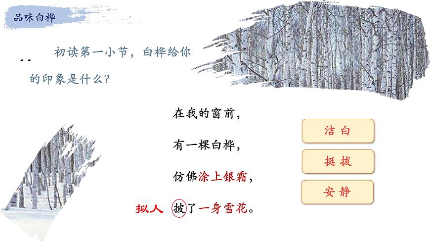 统编版（2024）四年级语文下册11白桦课件ppt第4页