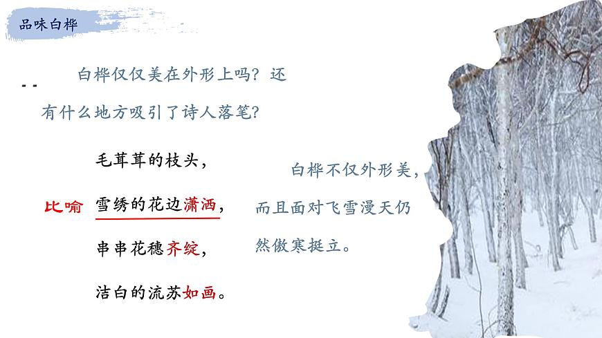 统编版（2024）四年级语文下册11白桦课件ppt第5页