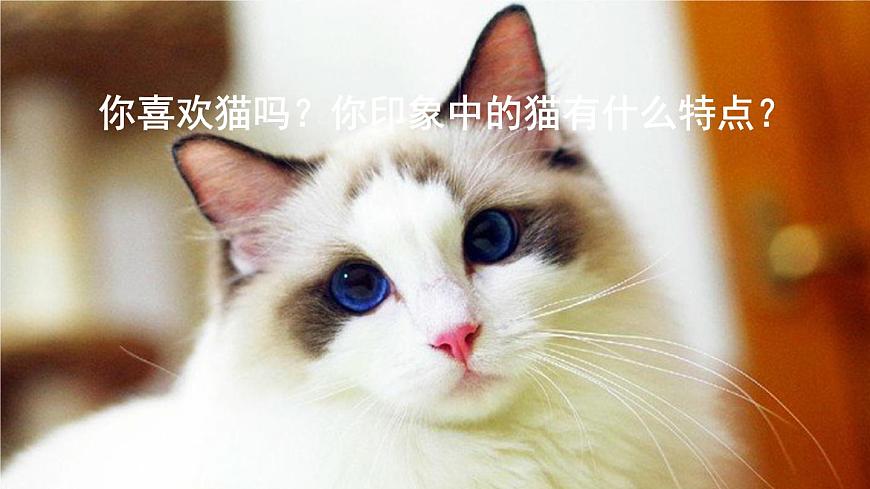 统编版（2024）四年级语文下册13猫第1课时课件第2页