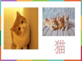 统编版（2024）四年级语文下册13猫课件