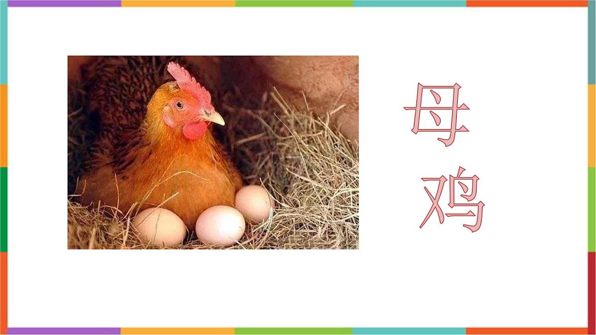 统编版（2024）四年级语文下册14母鸡课件第1页
